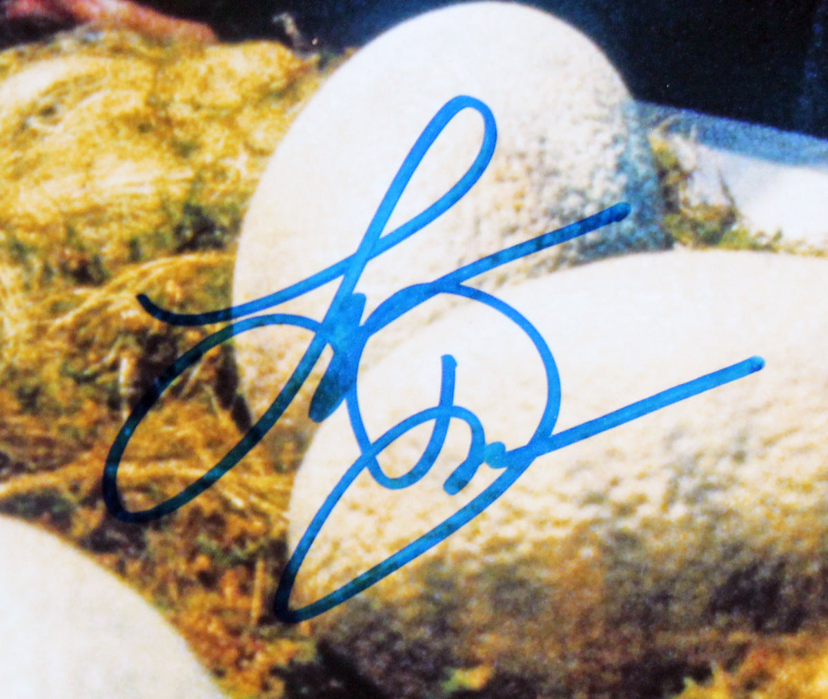 Jurassic Park (3) Neil, Dern & Goldblum Authentic Signed 11x14 Framed Photo BAS