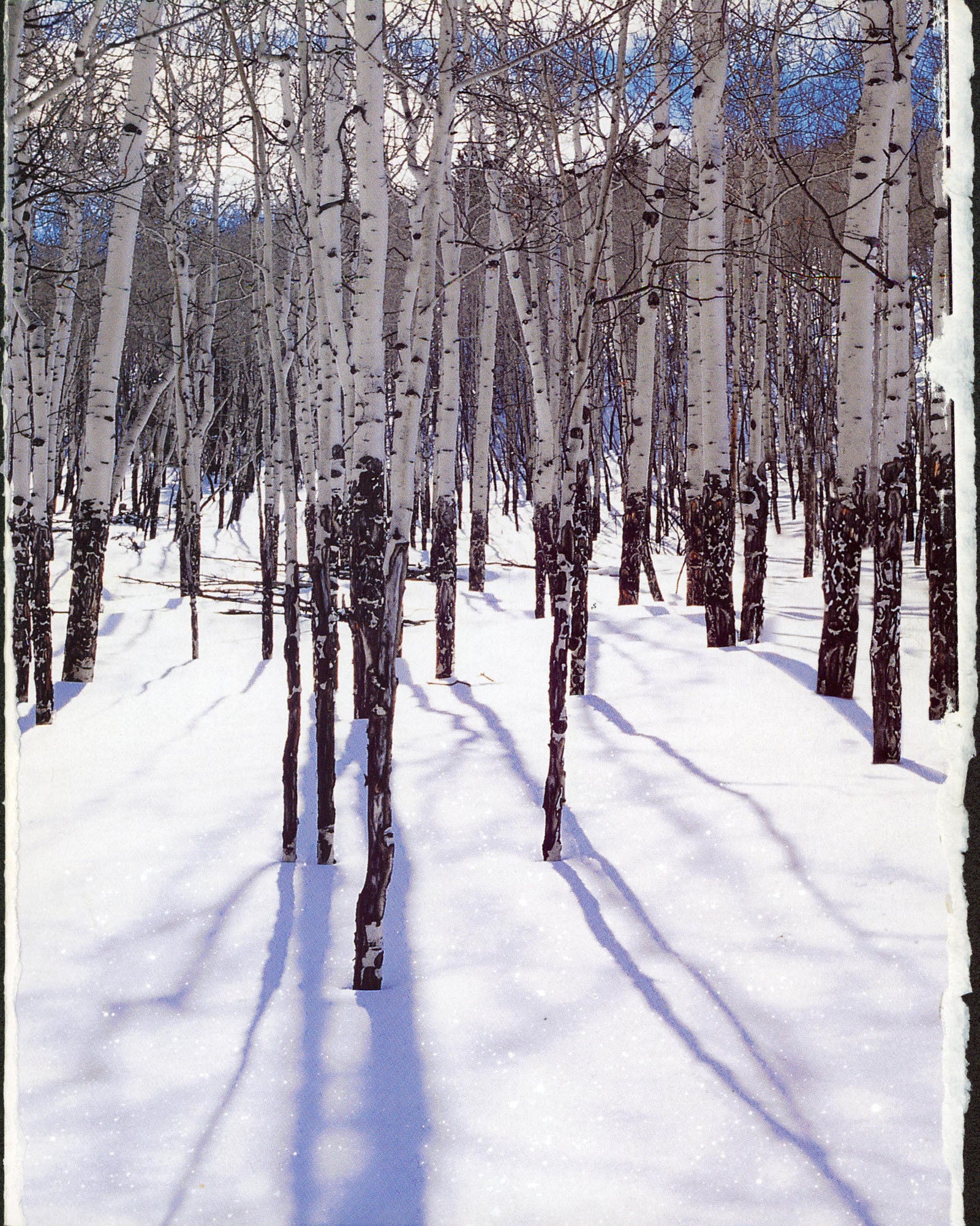 Mena Suvari Authentic Signed P.O.V. Magazine Cover December 2000 BAS #BS20845