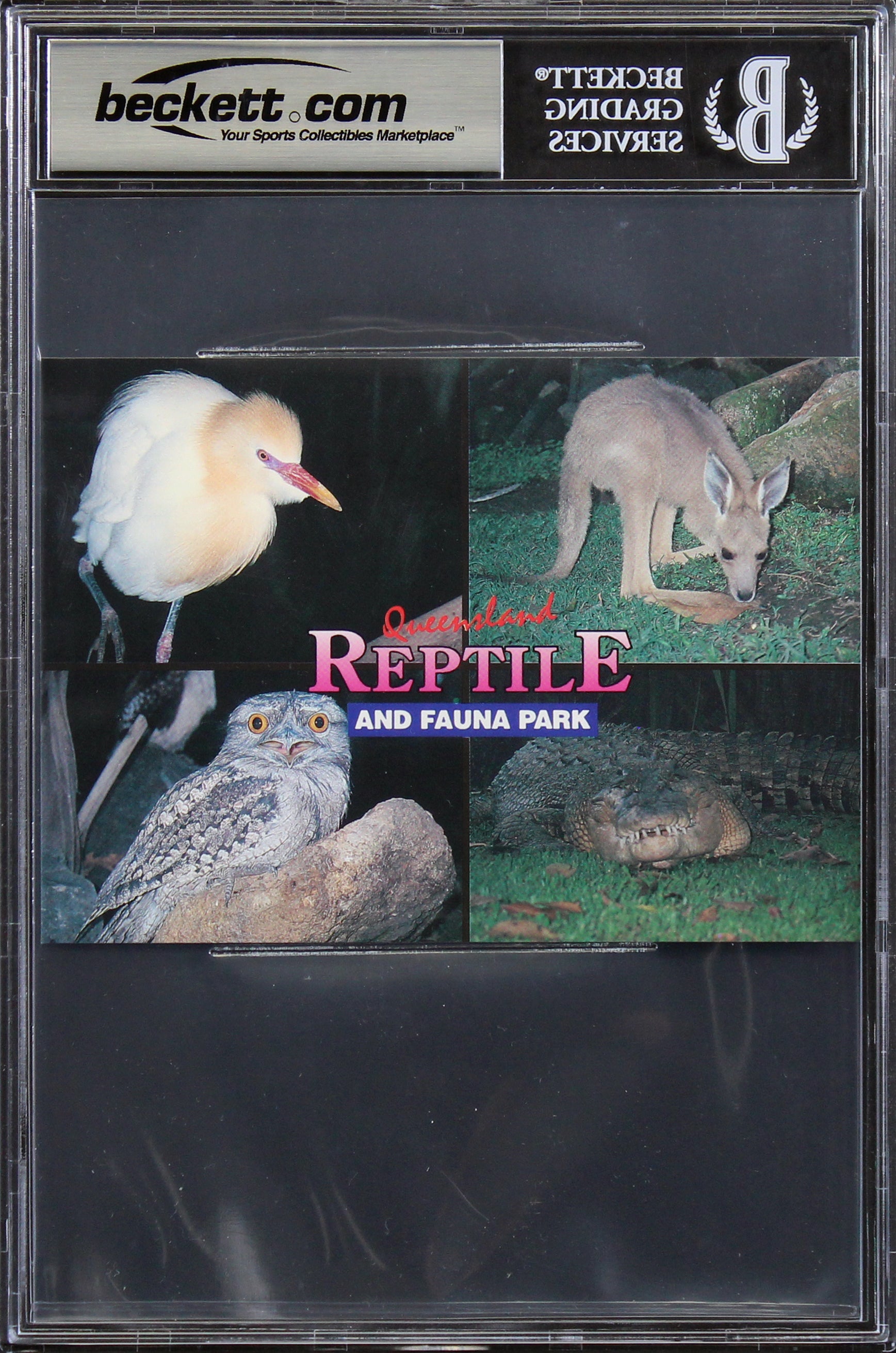 Steve Irwin & Terri Irwin Authentic Signed 4x5.5 Postcard Auto 9! BAS Slabbed