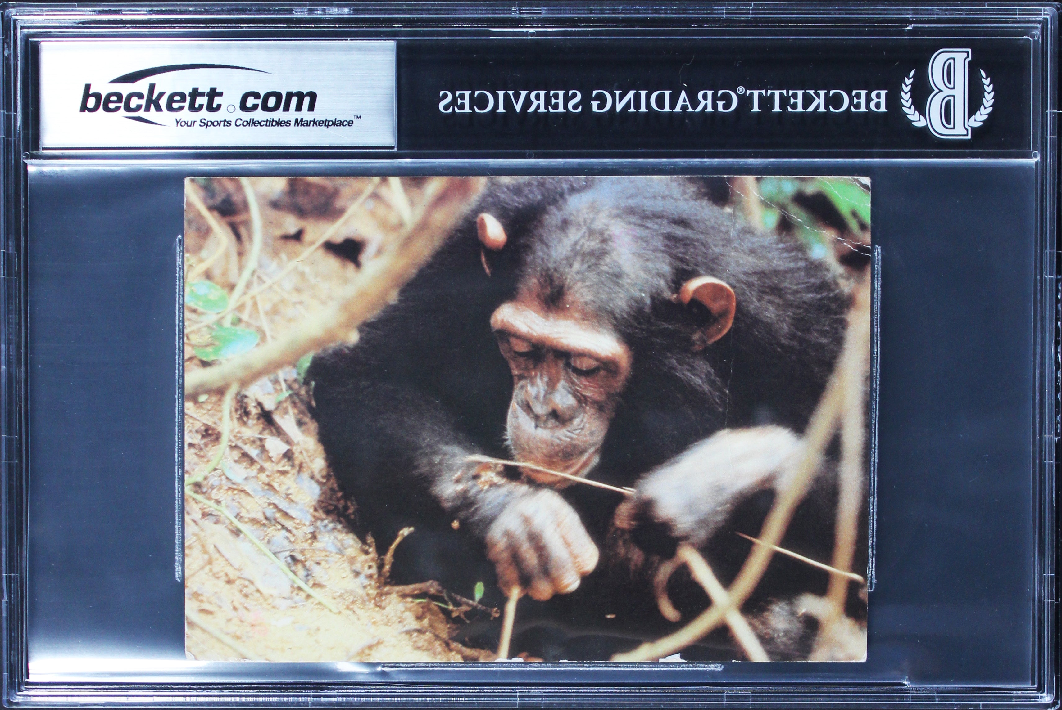 Jane Goodall Chimps Like Us Signed 4x5.5 Handwritten Letter BAS Slabbed