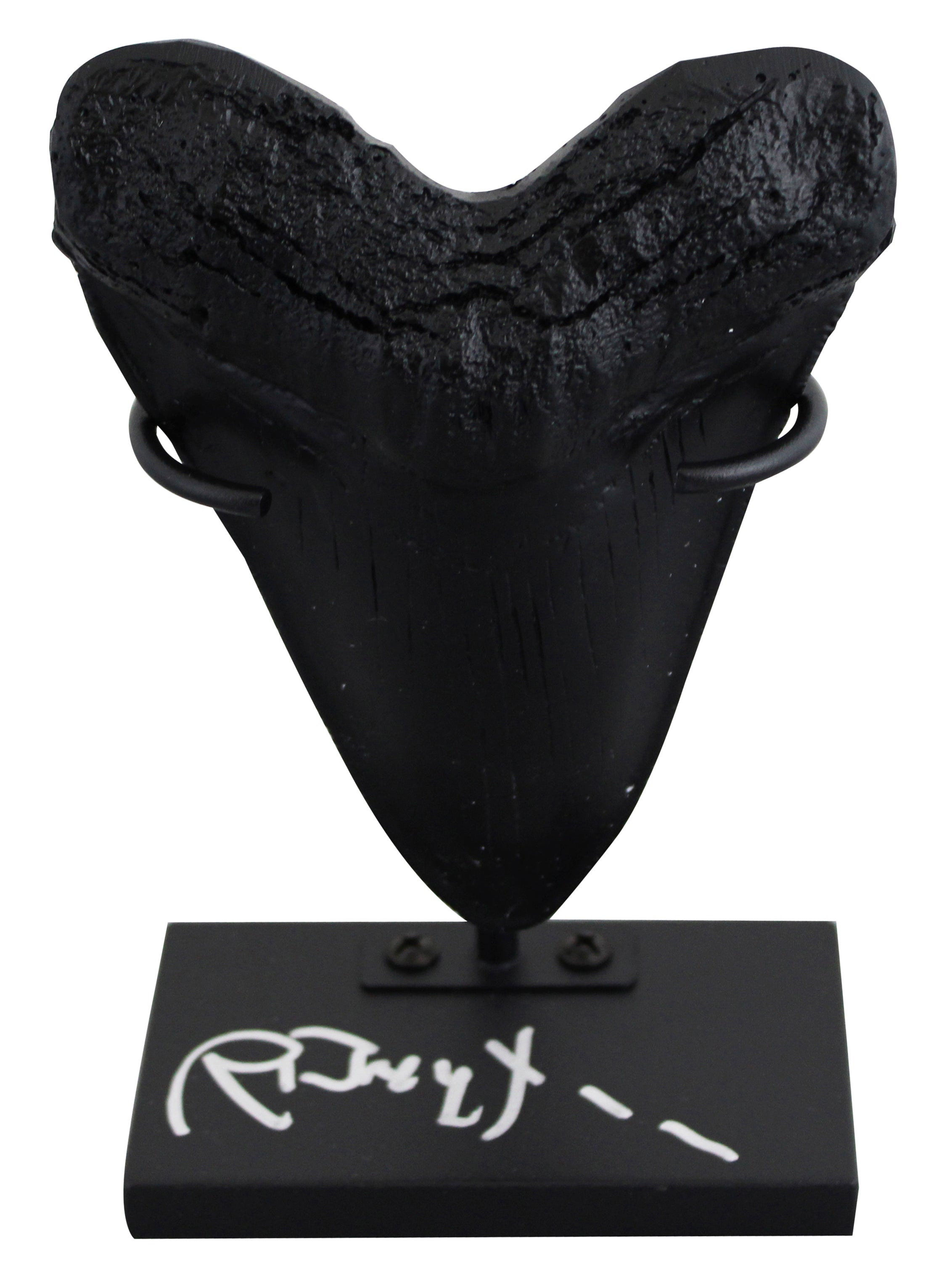 Richard Dreyfuss Jaws Authentic Signed Replica Megalodon Tooth Display BAS
