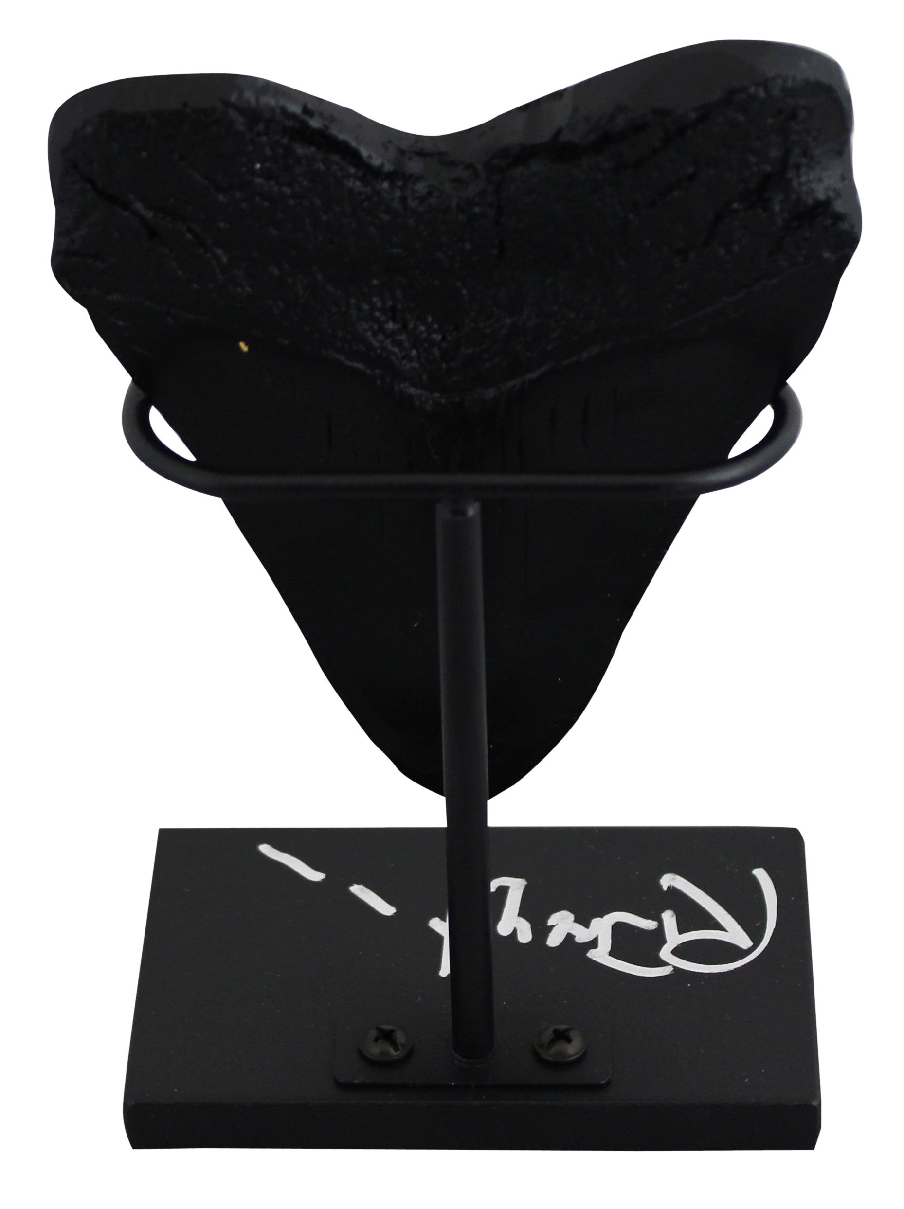 Richard Dreyfuss Jaws Authentic Signed Replica Megalodon Tooth Display BAS